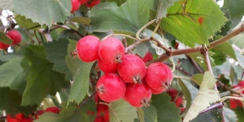 Ukrasno drveće i grmlje: meki glog (polumeki)